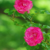 新緑に薔薇