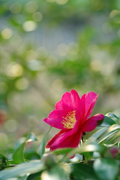 冬に映える紅一輪