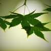 青もみじ-6
