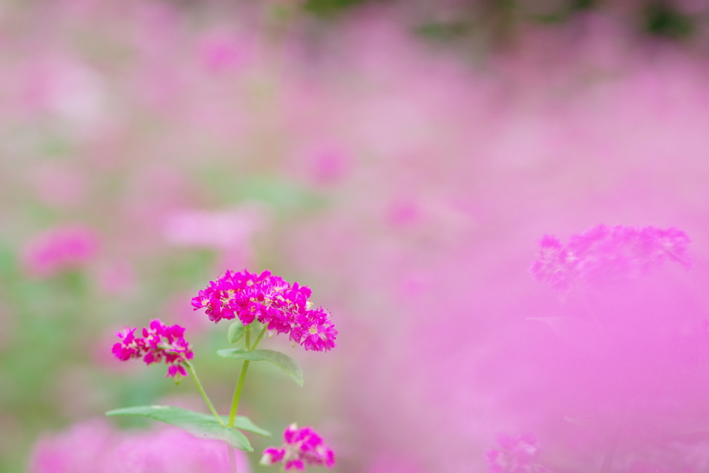 赤そばの花