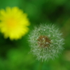 蒲公英