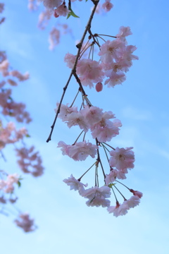 枝垂れ桜