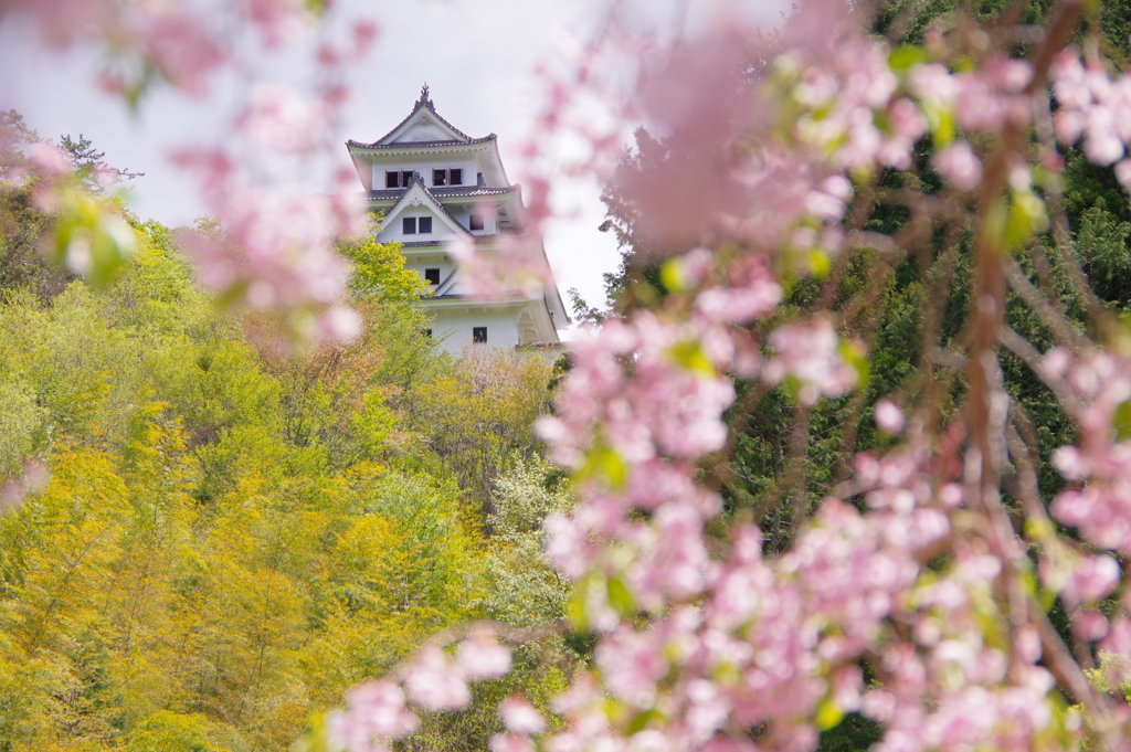 城と桜