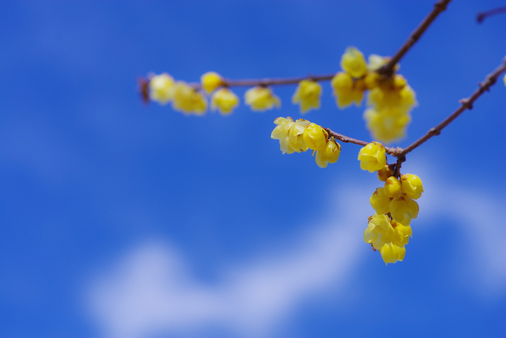 青空に蝋梅