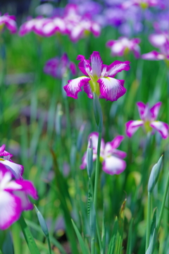 花菖蒲