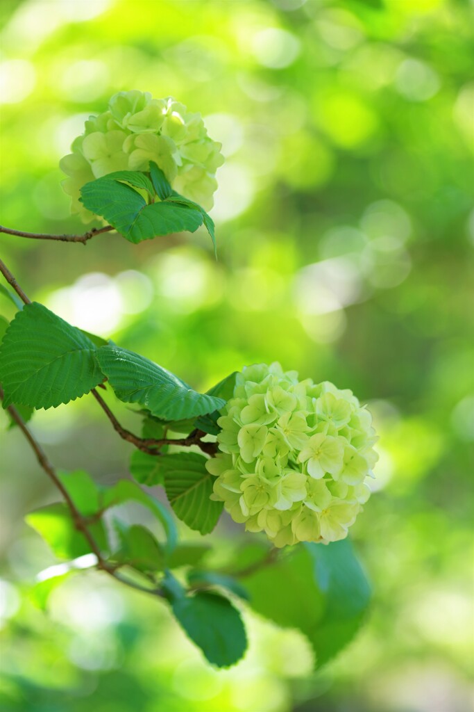 Japanese snowball