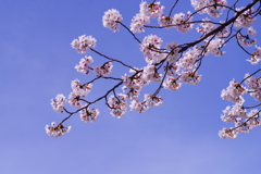 青空に桜