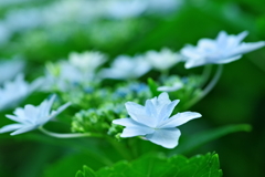 紫陽花