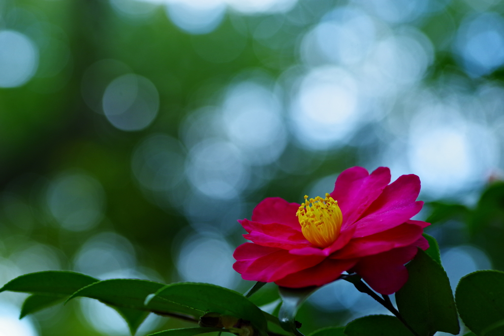 山茶花