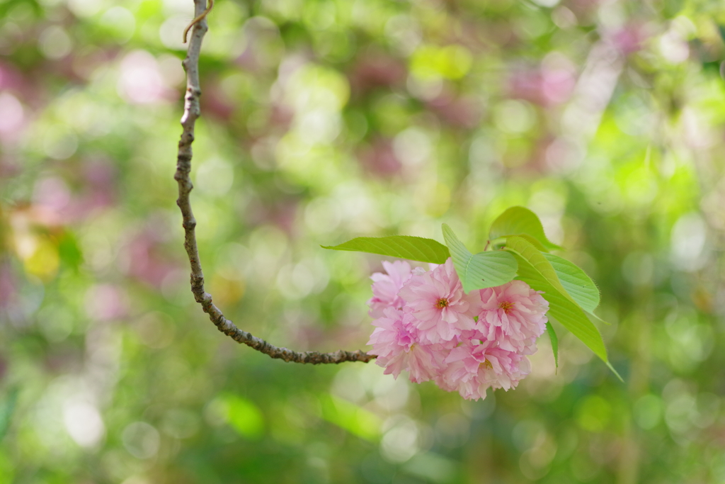 八重桜