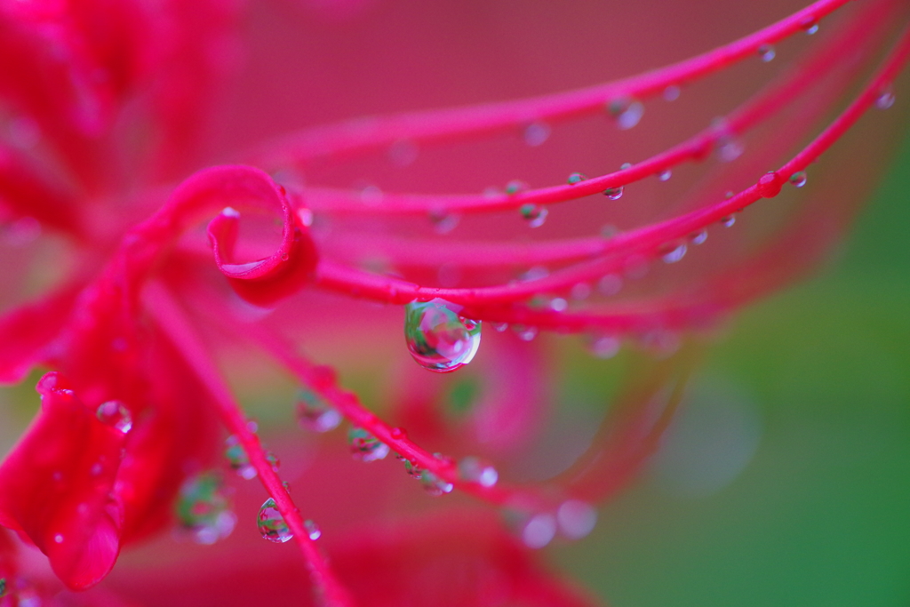 雨に濡れて