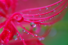 雨に濡れて