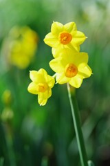 Yellow Narcissus