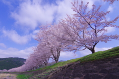 桜堤