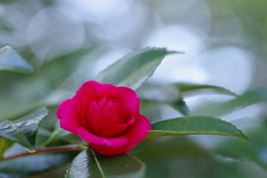 山茶花