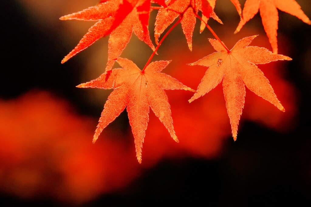 晩秋に燃える