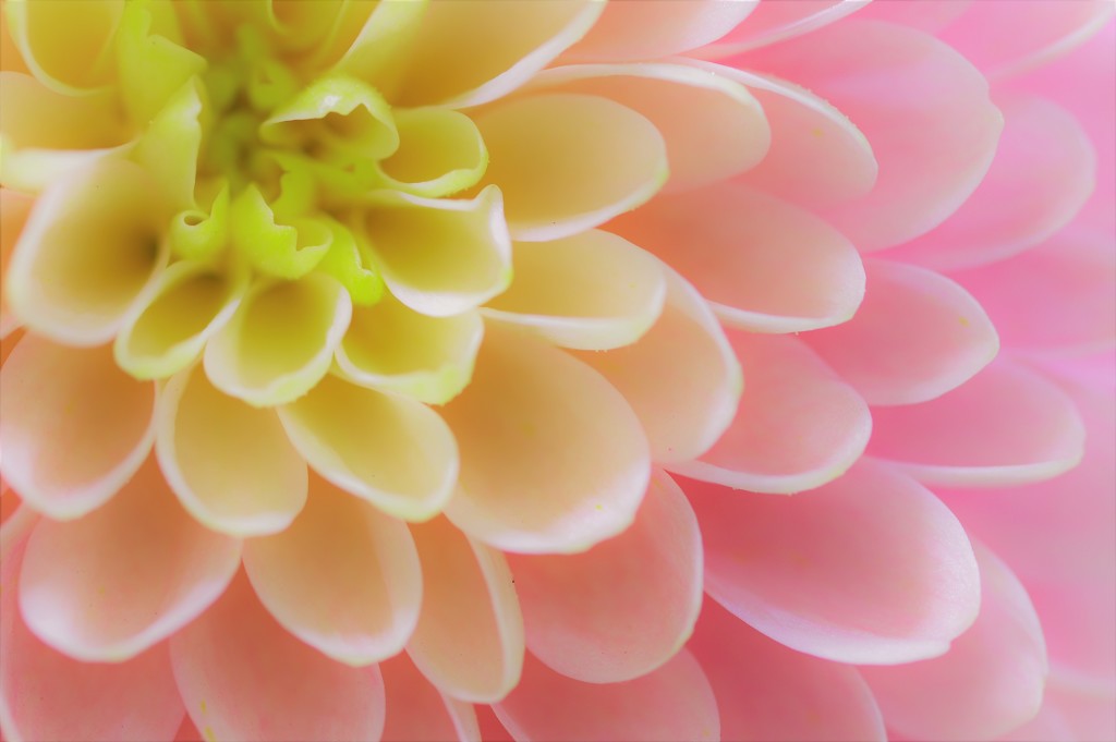 Pale Pink-2