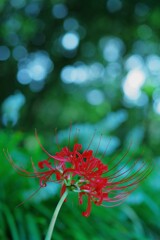 彼岸花