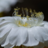 White Cactus