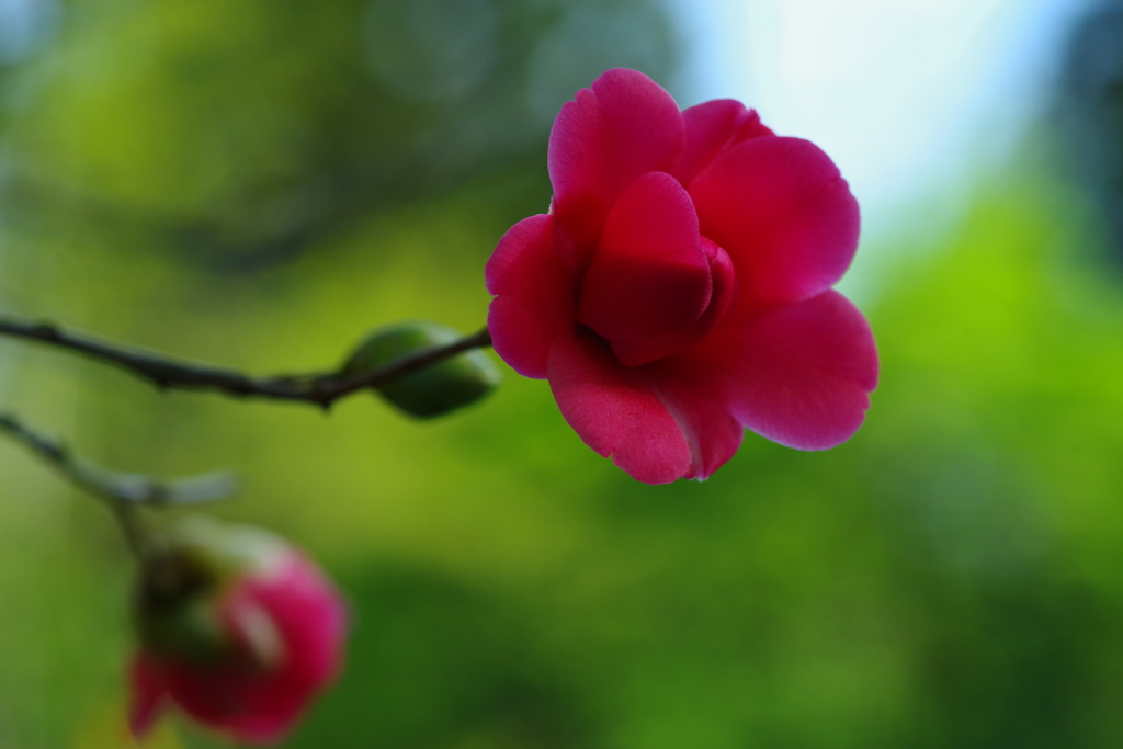 Red Camellia