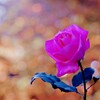 冬薔薇