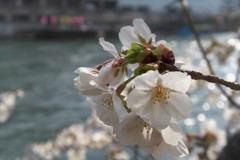 水辺の桜-1