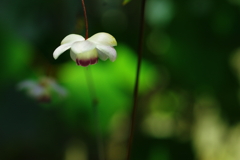 蓮華升麻
