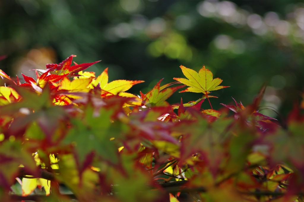 紅葉-6