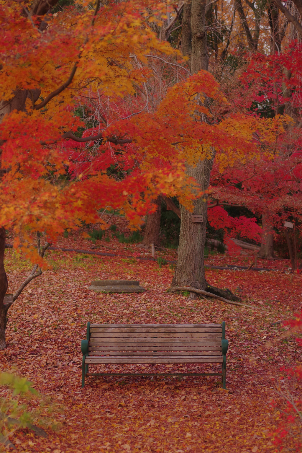師走に秋を眺める
