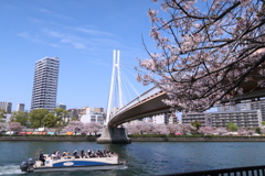大川−桜景色1−