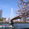 大川−桜景色1−