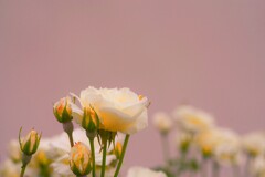 蕾を添えて
