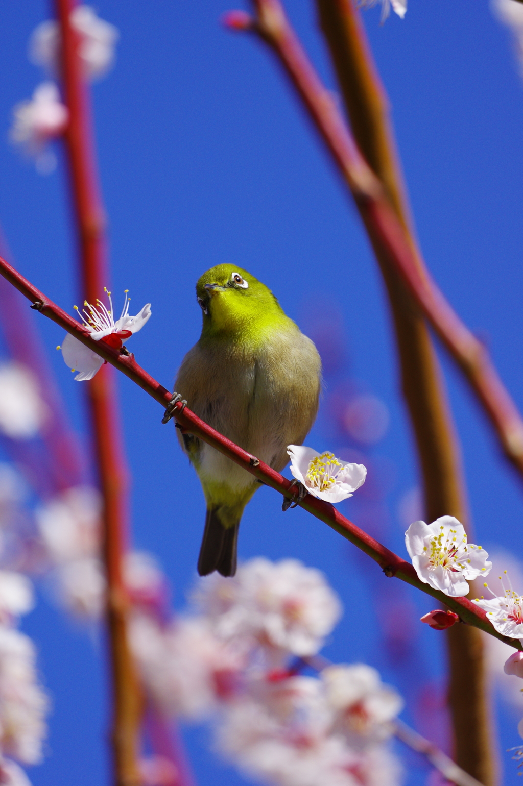 こんにちは・・・