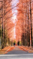 長閑な散歩道