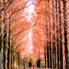 長閑な散歩道