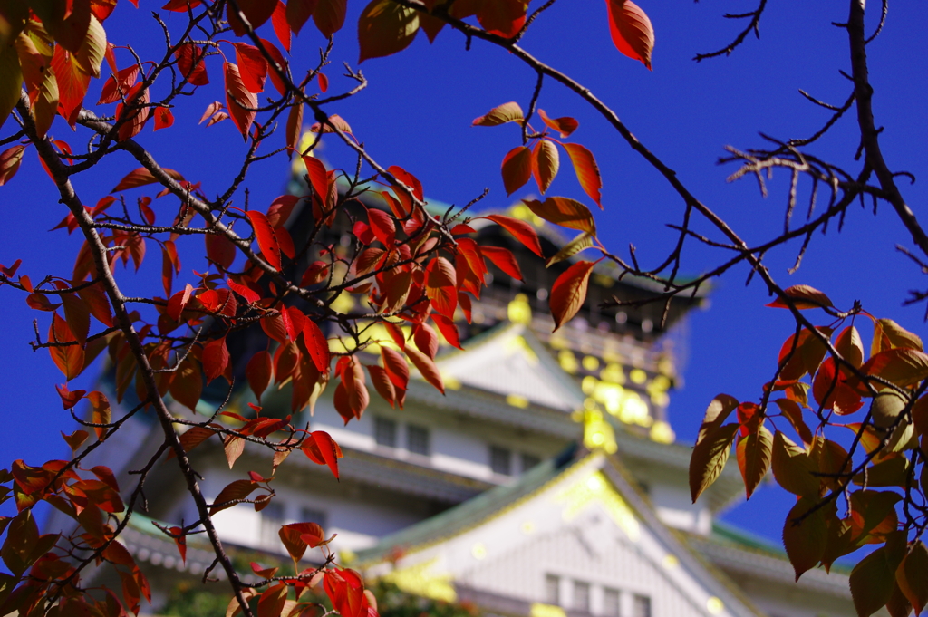 お城と紅葉