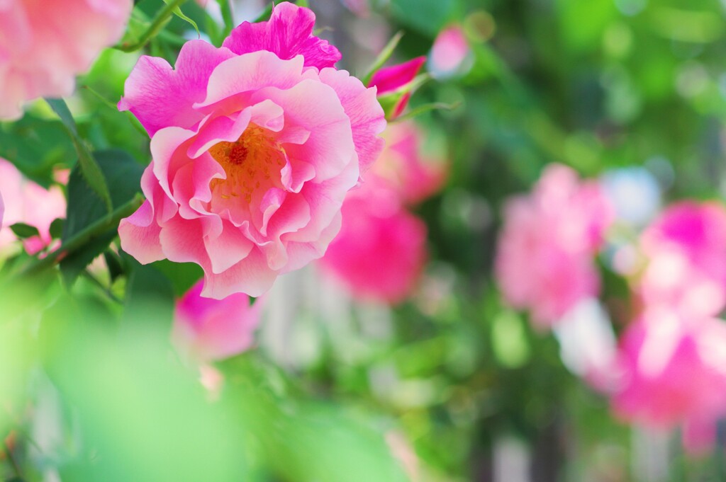 Rose