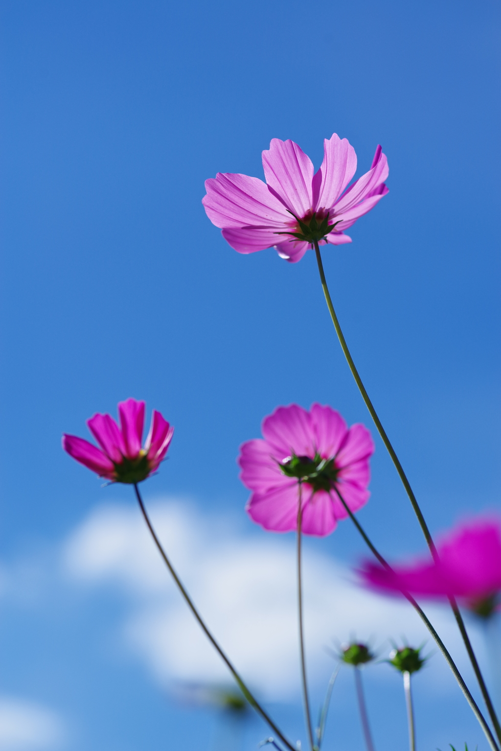 青空に秋桜