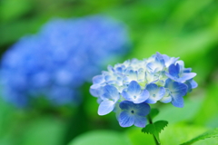 紫陽花