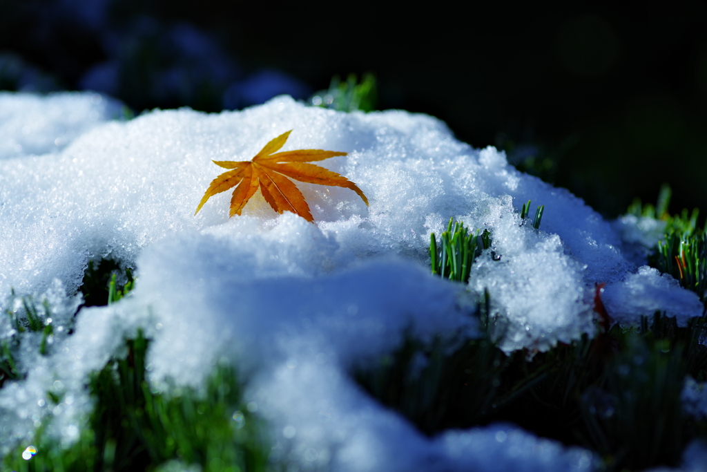 雪の日に