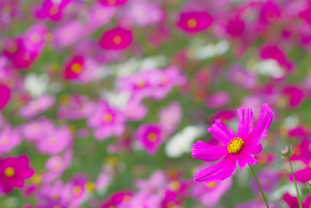 秋桜三昧