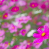 秋桜三昧