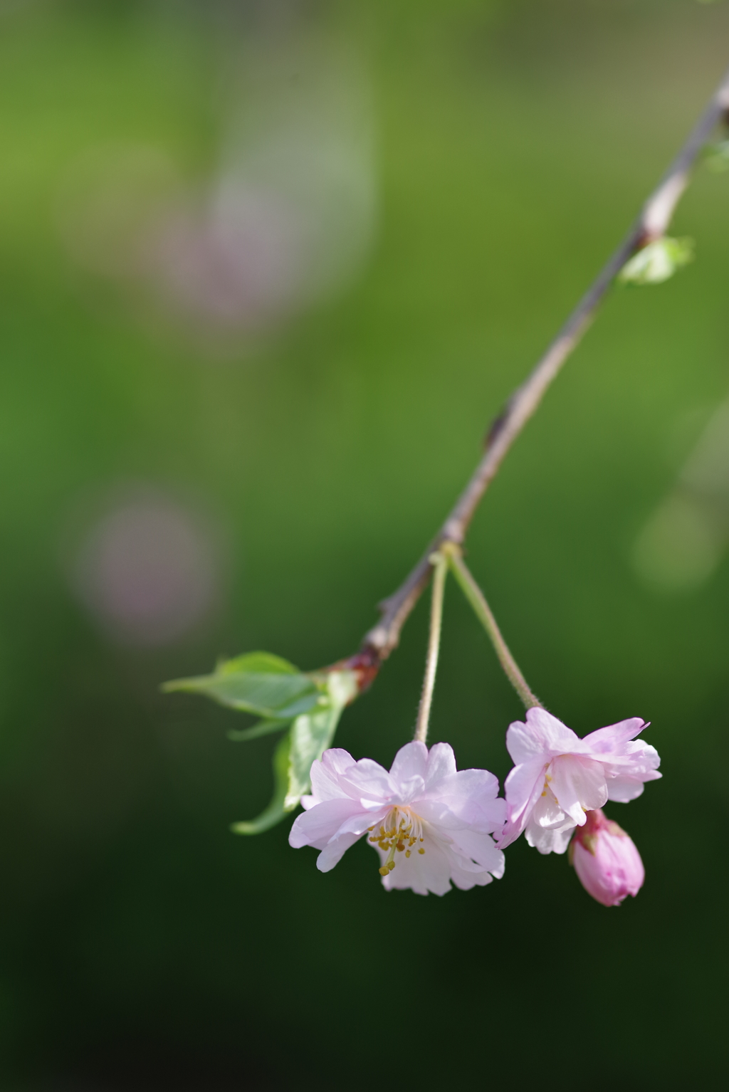 枝垂れ桜