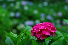 紅の紫陽花