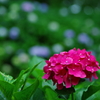 紅の紫陽花