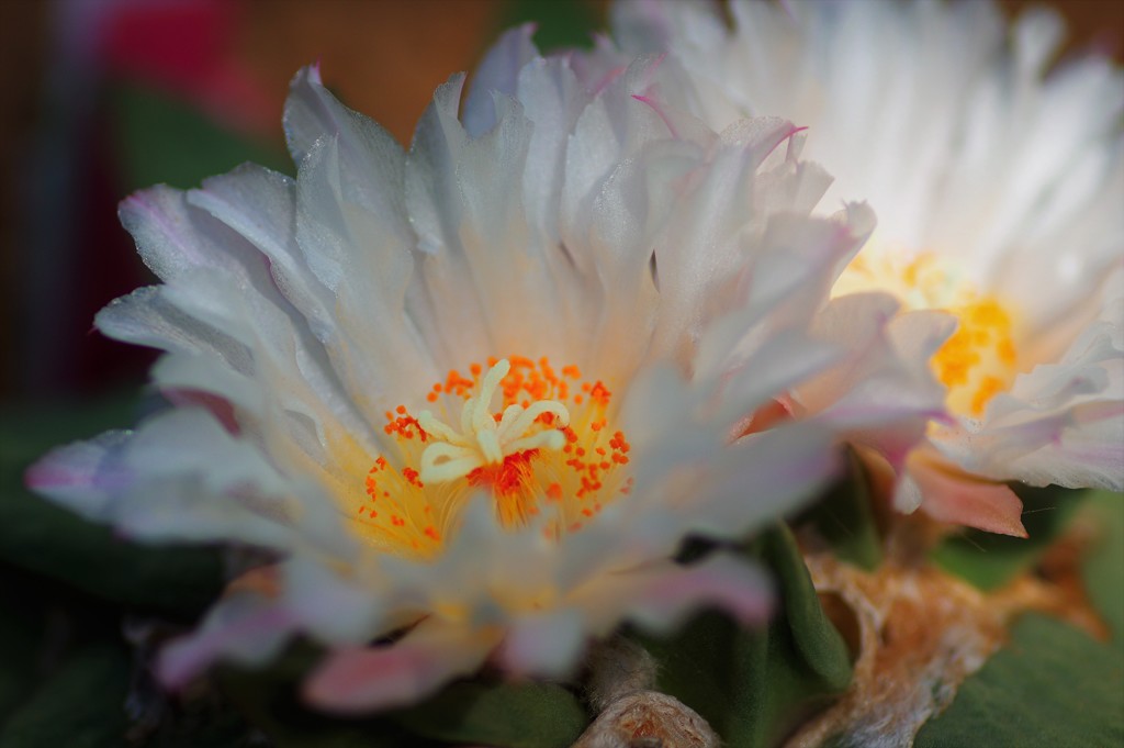 花牡丹