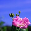 青空と酔芙蓉