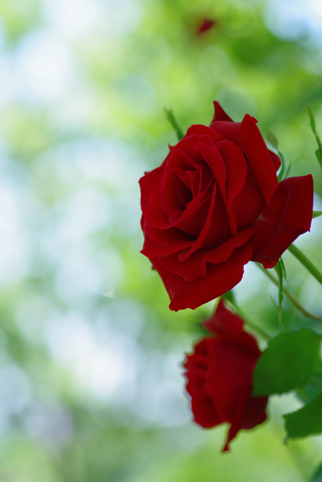 Red Rose