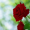 Red Rose