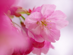 桜色のどかに・・・